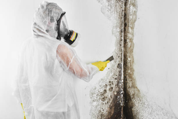 Biohazard Mold Removal in White Hall, IL